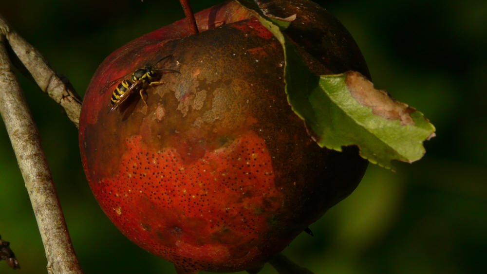wasp on apple